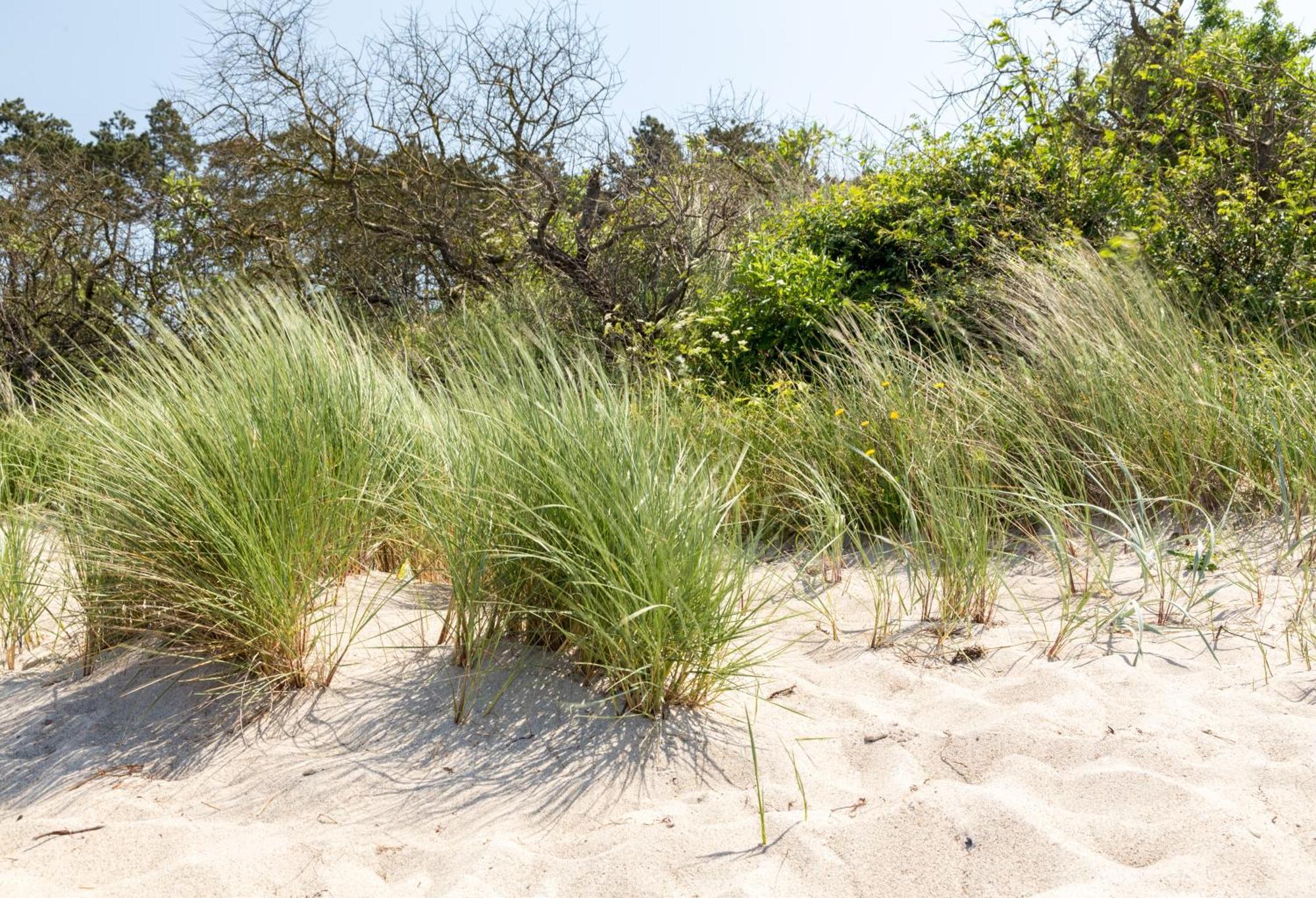 Apartment Schmidt - Strandhaus Direkt Am Mit Sauna, Sport Und Duenengarten Ii *